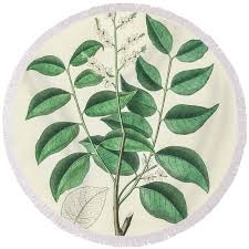 Image result for Copaifera