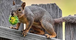 Don't forget to clear away other foodstuffs that attract squirrels, like leftover pet food and dropped acorns or black walnuts in the landscape. How To Protect Sunflowers From Birds And Squirrels Gardener S Path