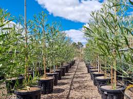 Image result for Acacia melanoxylon