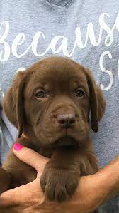 What sets our puppies apart from other gundog puppies? East Texas Labrador Retrievers Home Facebook