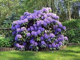 Bluten Pflege Tipps Tricks Zaun Garten Akzent Rhododendron Care Flowering Shrubs Trees To Plant