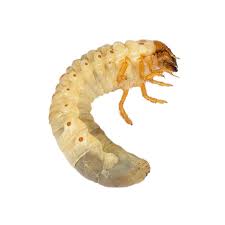 Using a licensed pest control operator. Grubs