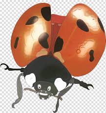 Ladybird Beetle Ladybird Beetle Rhinoceros Beetles Insect Firefly Cartoon Orange Transparent Background Png Clipart Hiclipart The global community for designers and creative professionals.