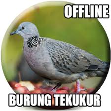 Terkukur walpeper / 30 tekukur new home great location in ipoh houses for rent in ipoh negeri perak malaysia : Suara Burung Tekukur Pikat 1 0 Apk Androidappsapk Co