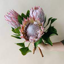 King Protea Flower Fiftyflowers Com Protea Flower Wholesale Flowers Flower Arrangements Diy