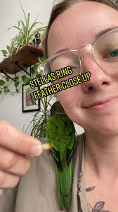 What Happened to Stella The Bird