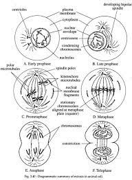 Check spelling or type a new query. Mitosis And Cell Division Cytology