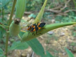 Large Milkweed Bugs Tropical Animals Milkweed Virgin Islands National Park