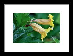 Image result for Allamanda schottii
