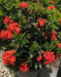 Image result for Ixora praetermissa