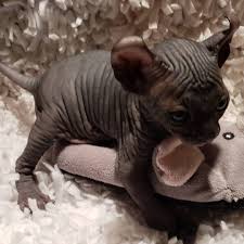 This cat who is like, take my bubble bath away, and i will claw. 4 Week Old Sphynx Kitten Strangesphynxandelfs Sphynxcatsoinstagram Sphynx Nakedcat Hairlesscat Kittensofins Hairless Cat Cat Breeds Cute Cats And Kittens