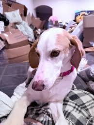 Lost and Found Pets of Brevard County, FL