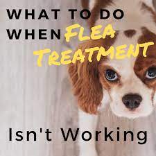 Reasons Why Your Dog S Flea Treatment Isn T Working And What To Do Pethelpful