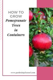 Growing a pomegranate tree that produces fruit requires time and the proper conditions. How To Grow A Pomegranate Tree In A Container
