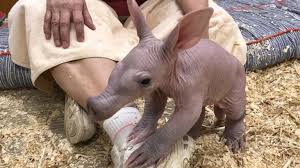 Aardvark Facts - Animal Facts Encyclopedia