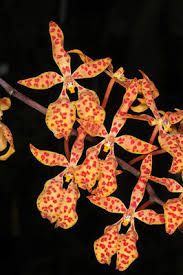 Image result for Blepharis reekmansii