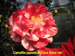Camellia Japonica Varieties And Images Japonica Camellia Flowers