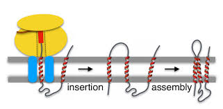 How Do Membrane Proteins Fold Biofisica