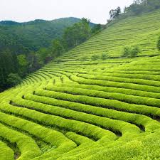 Book gruenberg tea plantation haus, munnar on tripadvisor: Top Tea Gardens In India Assam And Darjeeling Tea Trunk