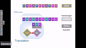 central dogma replication transcription and translation