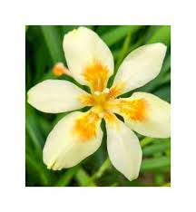 Image result for Dietes flavida