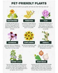 Unfortunately, the peace lily is poisonous to both dogs and cats, especially the 'mauna loa' variety. Pin By B Valentine On Gardening Dog Friendly Plants Dog Friendly Garden Plants Pet Friendly