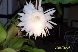 Night-blooming cereus – Care | Walter Reeves: The Georgia Gardener
