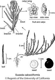 Image result for Suaeda sp. B