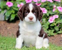 Beagle Mix Cocker Spaniel Adoption In 2020 Springer Spaniel Puppies English Springer Spaniel Puppy Beagle Mix Puppies