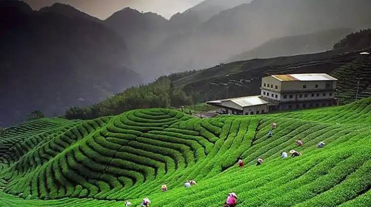 Best Places to Visit in Ranikhet - Top Tourist Attractions