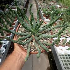 Image result for Euphorbia epicyparissias
