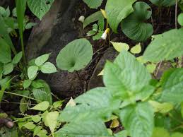 Image result for Nervilia petraea