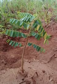 Image result for Cordyla