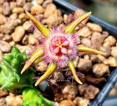 Image result for Duvalia