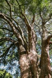 Image result for Afrocarpus usambarensis