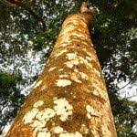 Image result for Lannea welwitschii