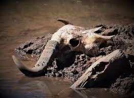 Image result for Calostephane divaricata