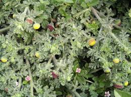 Image result for Grangea maderaspatana