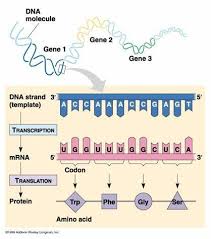 Kahoot Play This Quiz Now Biology College Teaching Biology Transcription And Translation