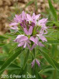 Image result for Sericorema remotiflora