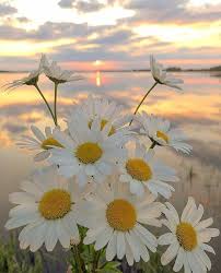 White Daisies In 2020 Nature Photography Flowers Flowers Photography Daisy Wallpaper