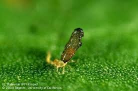 Image result for Trisetopsis milanjianum