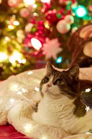 Check spelling or type a new query. Image Of Cat Christmas Pet Animal Tree Holiday Feline Free Photo 100020690