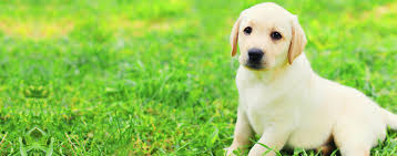 What Do I Use To Cover Up The Smell Of Drugs From Police Dogs? - Quora