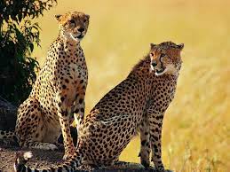 There are 299 mammal species in south africa, of which two are critically endangered, eleven are endangered, fifteen are vulnerable. African Animals For Kids List Of 8 African Animals African Animals Animals Beautiful Wild Cats