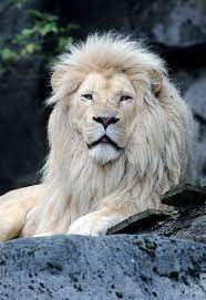 Black Blue White Lion By Edwin Butter Animals Beautiful Majestic Animals Lion Images