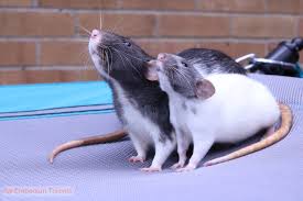 Dumbo rats certainly look different from standard pet rats. Rat Emporium Toronto