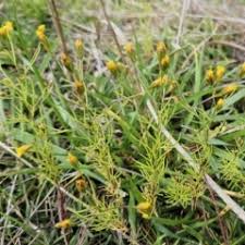 Image result for Schkuhria pinnata