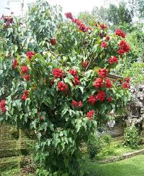 Image result for Bixa orellana