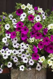 Petunia Petunia Sp Easiest Flowers To Grow Petunia Flower Container Flowers